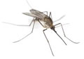 Mosquito Control in NJ and PA