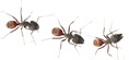 Exterminate and Prevent Ants in NJ and PA with Cooper
