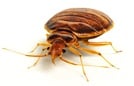 Bed Bug Treatment NJ | Bed Bug Treatment PA