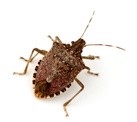 Stink Bug Prevention NJ | Stink Bug Prevention PA