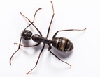 Protect your home with Cooper's Carpenter Ant Service