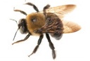 Remove Carpenter Bees in NJ and PA