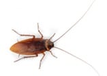 Exterminate roaches in your NJ or PA home.