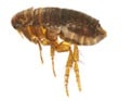 Flea Removal in NJ and  PA | Cooper Pest Control