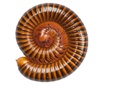 Millipedes | Cooper Pest Control