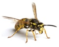 Yellow Jacket Pest Control in NJ and Bucks County PA 